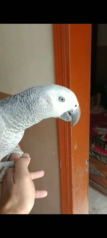 Fully Tame Talking & Playfull 10 Months Huge Size African Grey Chick 5