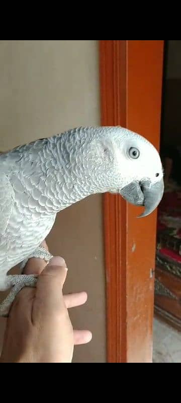 Fully Tame Talking & Playfull 10 Months Huge Size African Grey Chick 7