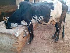 FRESHLY DELIVERED COW WITH MALE CALF TAZA SUI SATH BACHRRA