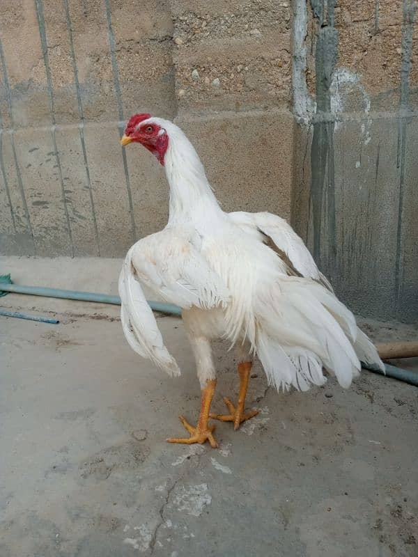 Aseel Heera male patha - Hens - 1098552805