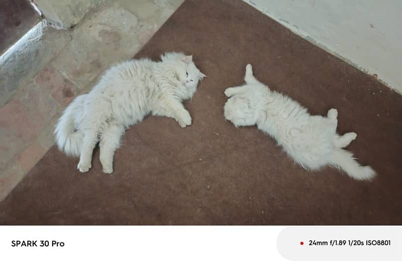 Russian Cat Pair For sale in Lodhran 1