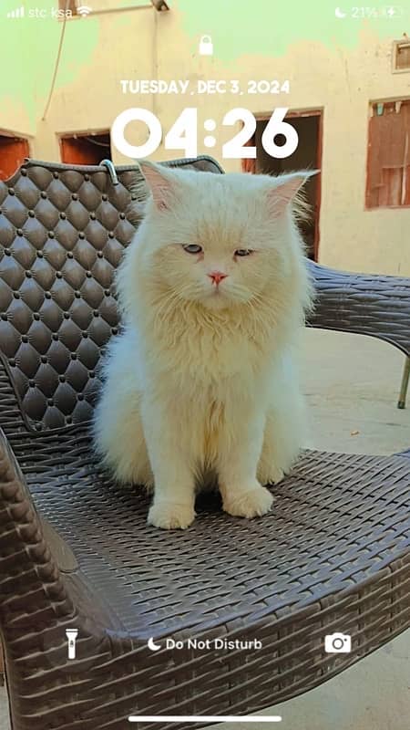 Russian Cat Pair For sale in Lodhran 3