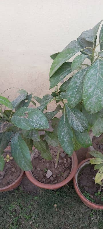 PLANTS IN POTS and avocado seeds FOR SALE 5