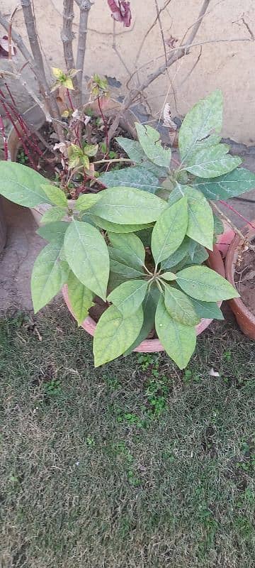 PLANTS IN POTS and avocado seeds FOR SALE 6