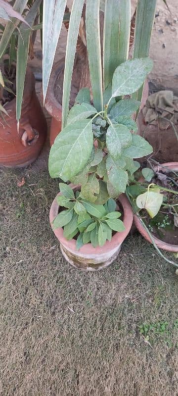 PLANTS IN POTS and avocado seeds FOR SALE 7