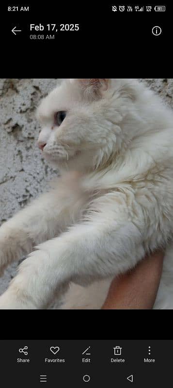 Fluffy Blue-Eyed Persian Cat – 6 Months Old, Playful & Healthy!" 1