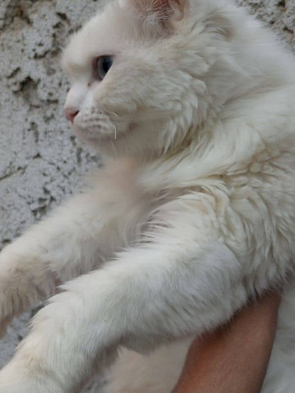 Fluffy Blue-Eyed Persian Cat – 6 Months Old, Playful & Healthy!" 3