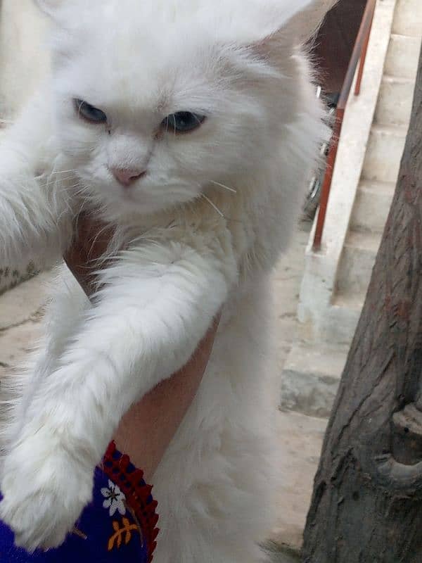 Fluffy Blue-Eyed Persian Cat – 6 Months Old, Playful & Healthy!" 4