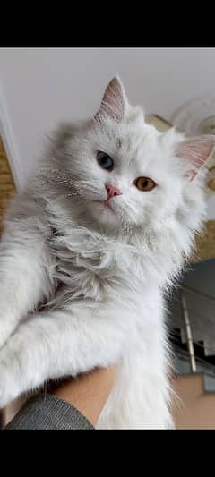 Adorable 4-Month-Old Odd-Eyes White Kitten