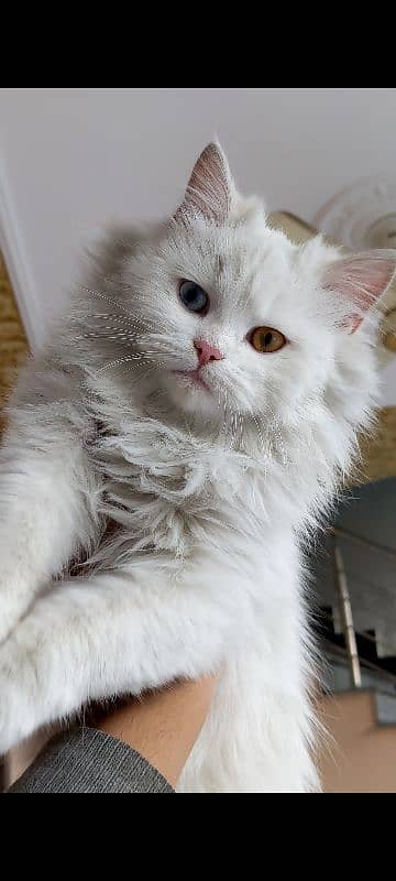 Adorable 4-Month-Old Odd-Eyes White Kitten 0