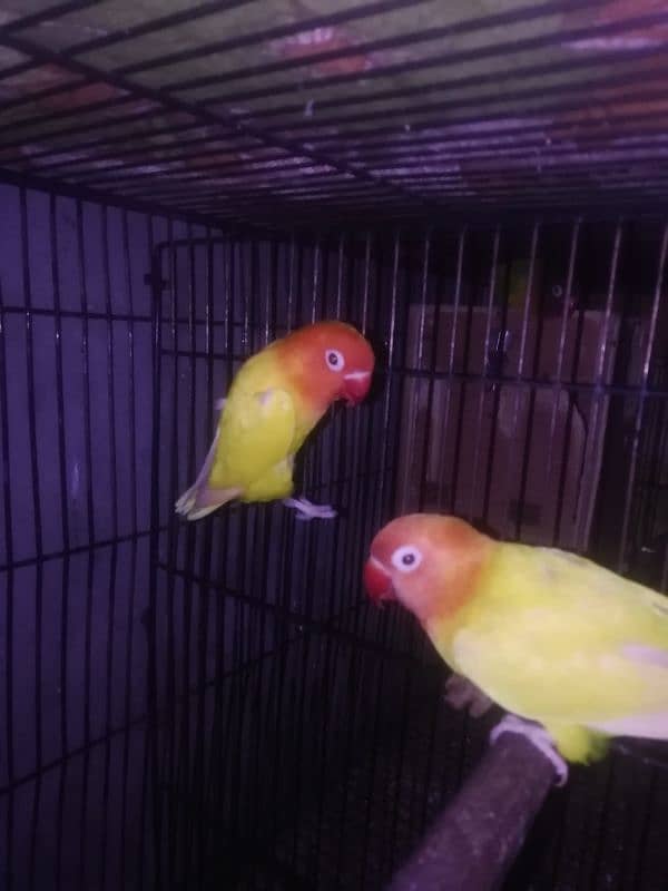 lutino personata pair for sale 0