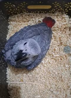 African Grey Parrot checks for sale03319974101