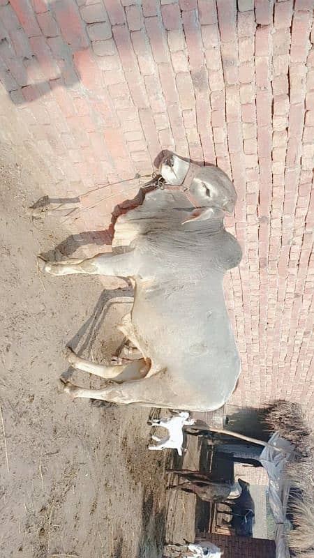 cow for sale 1