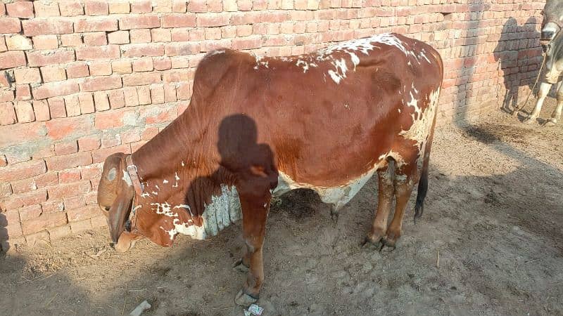 cow for sale 2