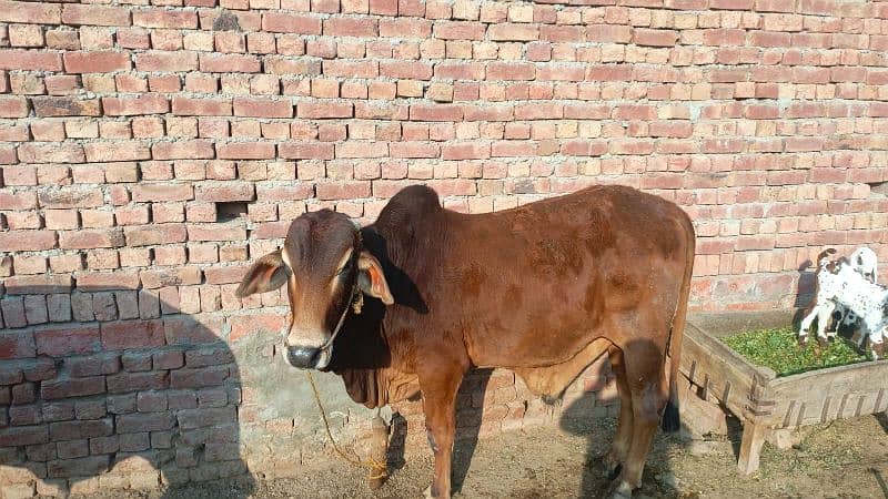 cow for sale 6