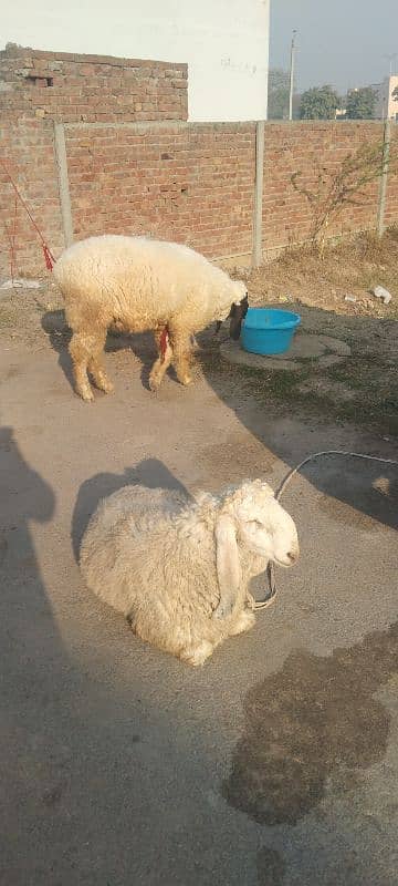 2 chatray for sale 40kg meat or 20kg meat h 2