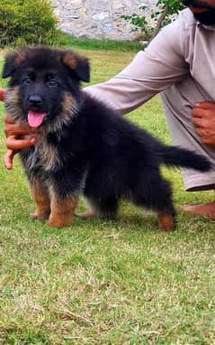 German shepherd puppies My WhatsApp 03015880301