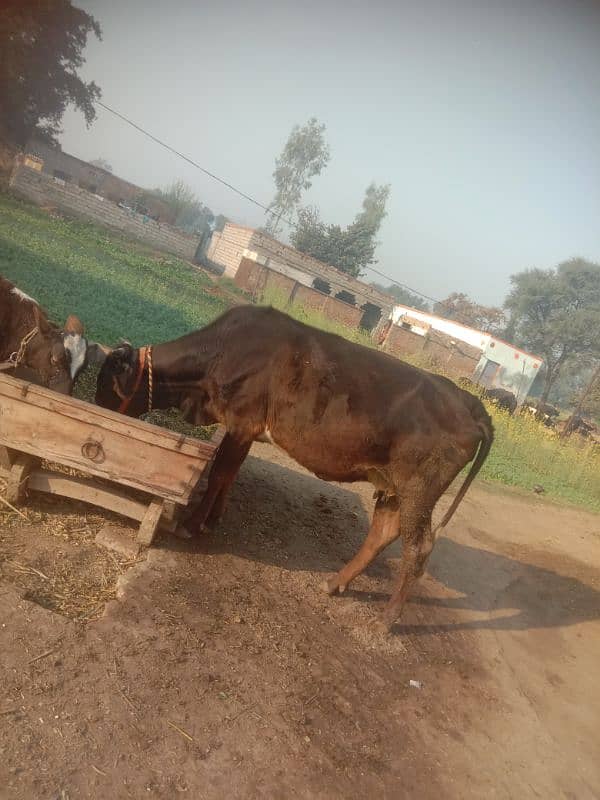 pregnant cow jersey sahiwal 0