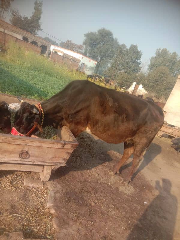 pregnant cow jersey sahiwal 1