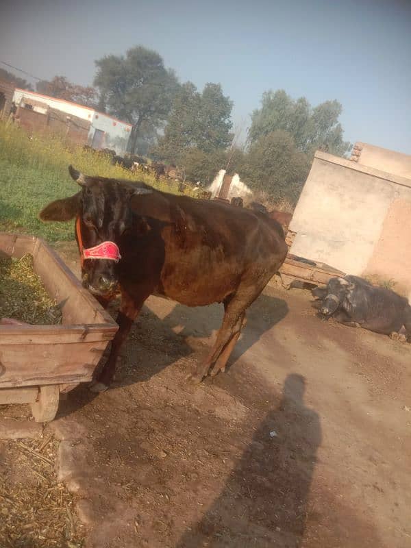 pregnant cow jersey sahiwal 2