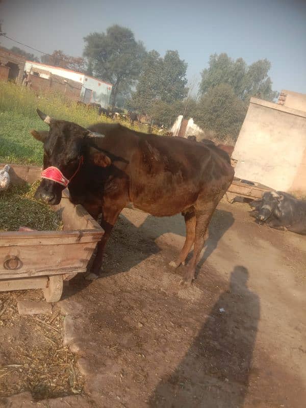 pregnant cow jersey sahiwal 3