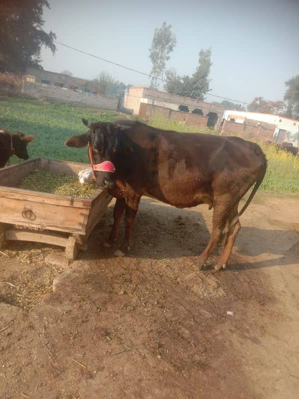 pregnant cow jersey sahiwal 4