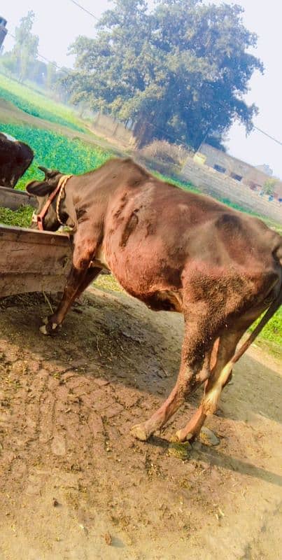 pregnant cow jersey sahiwal 5