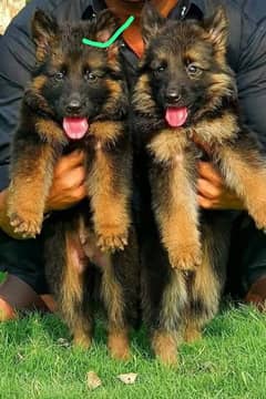 German shepherd puppies My WhatsApp 03015880301