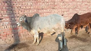 cow for sale