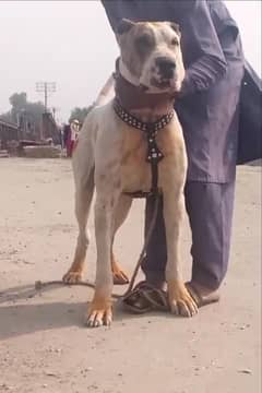 bully dog for sale /bully breed / bully male