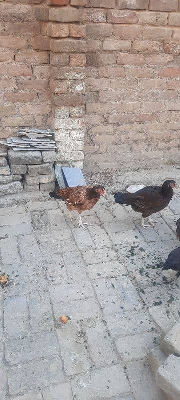 Aseel hens and chicks for sale 3