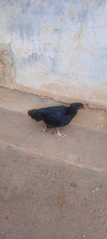 Aseel hens and chicks for sale 4