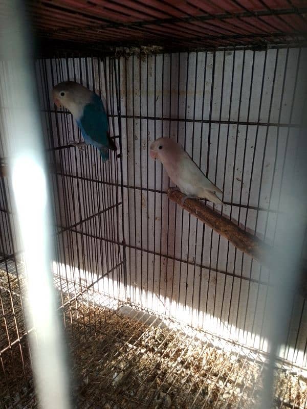 lovebirds pairs 0