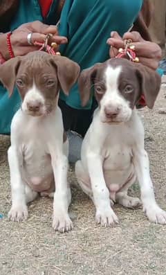 pointer/  pointer Puppy / pure English pointer dog