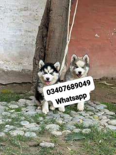 Siberian husky puppies for sale