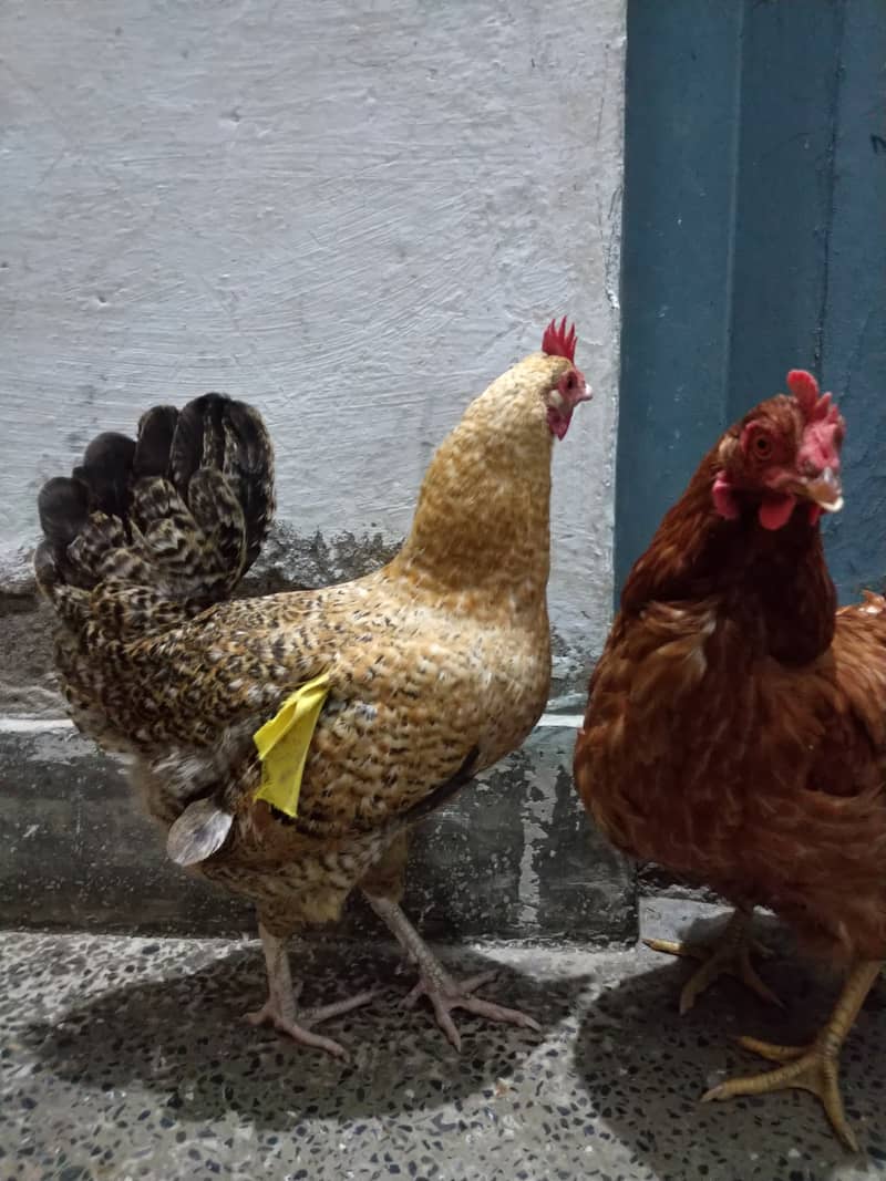 Desi Hens For Sale 0