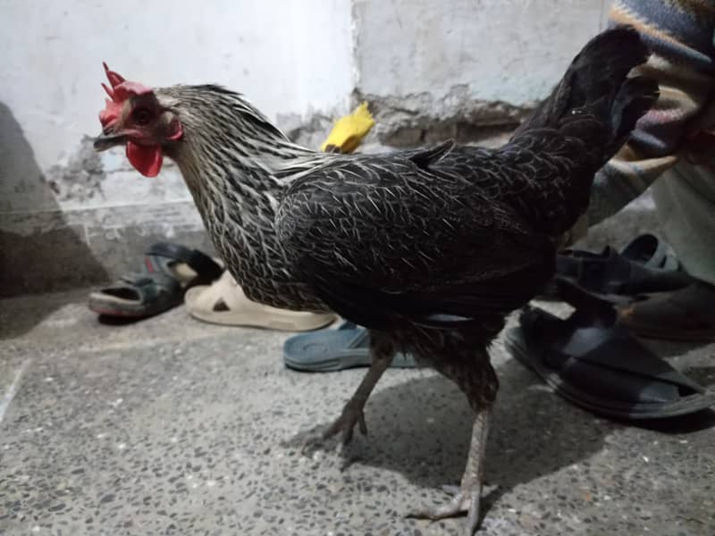 Desi Hens For Sale 2