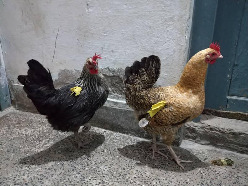 Desi Hens For Sale 3