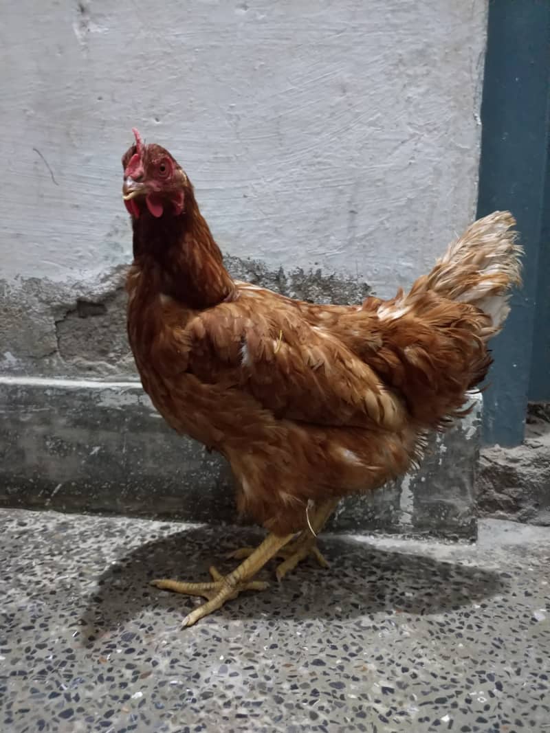 Desi Hens For Sale 4