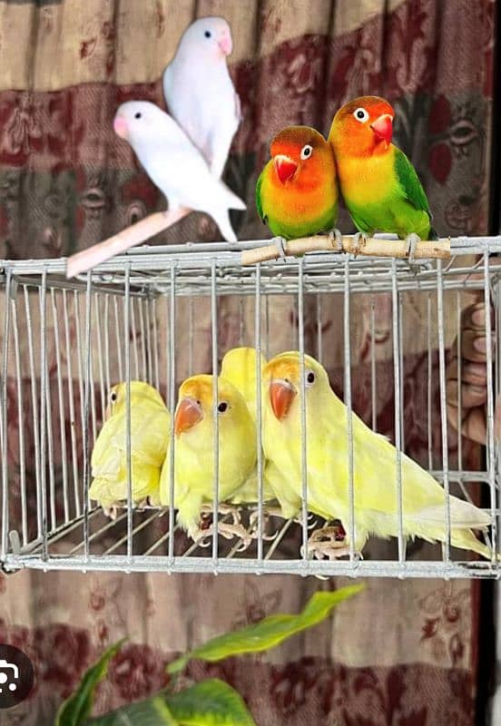 palefallow split /love bird 4