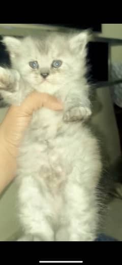 persion female kitten