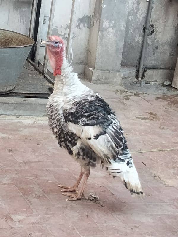 Turkey Bird Male For Sale 0