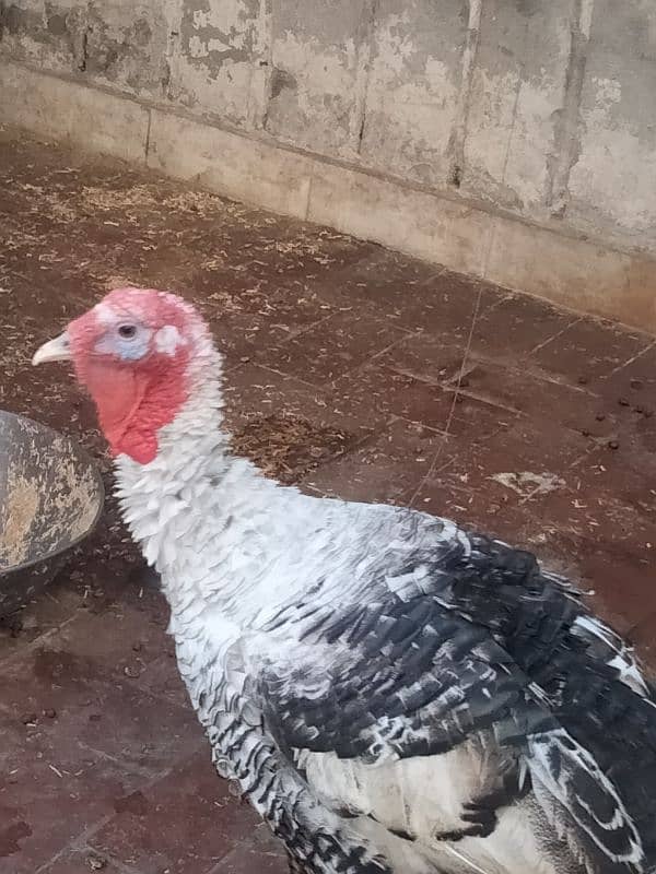 Turkey Bird Male For Sale 1