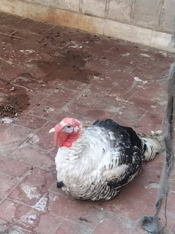 Turkey Bird Male For Sale 2