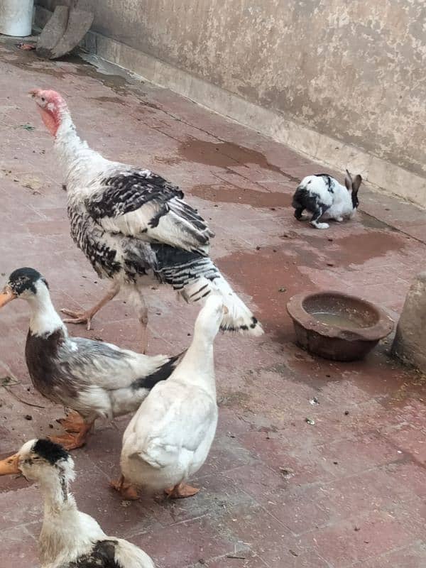 Turkey Bird Male For Sale 3