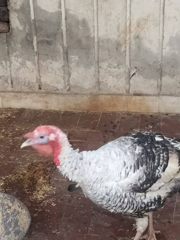 Turkey Bird Male For Sale 4