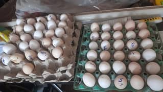 Eggs,chicks,polish,sabright,silki,ko