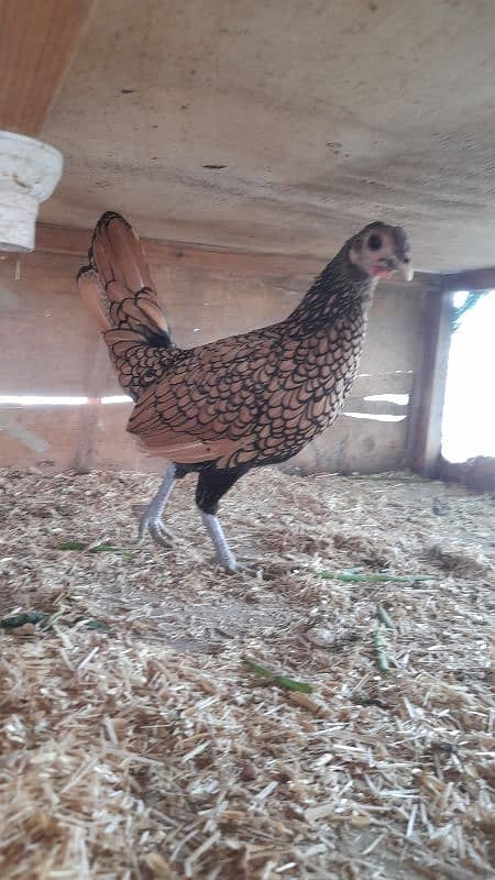 Eggs,chicks,polish,sabright,silki,WYANDOTTE 0316 2606360j 1