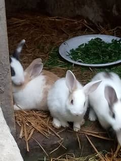 Rabbits baby 03086200915