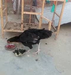 aseel hen for sale 03010118477